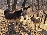 Sentieri fioriti sopra casa ad anello-Zogno-28mar22 - FOTOGALLERY